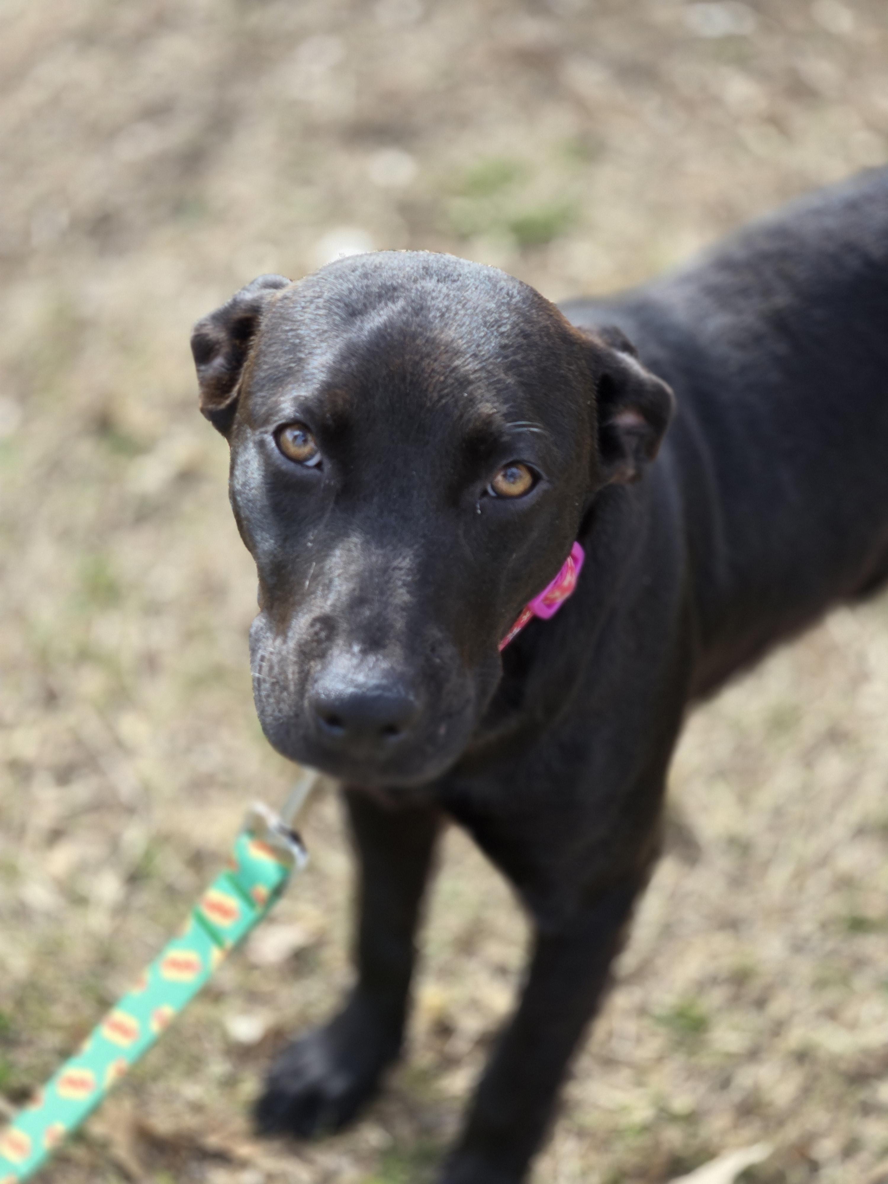 Enlarge Sheena, a ADOPTABLE mixed breed in Irving, TX image 5/5