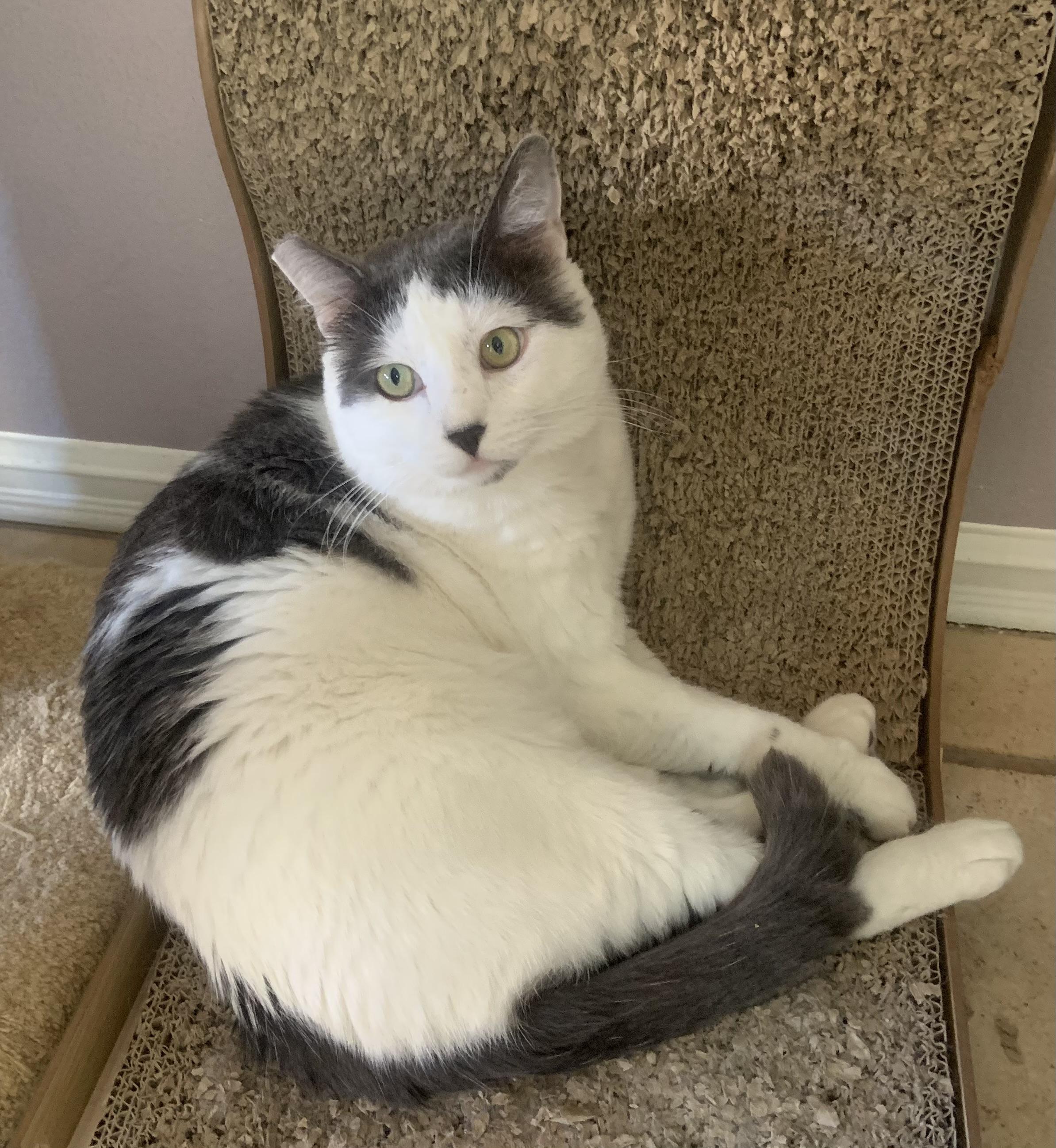 Atlas, a ADOPTABLE Domestic Short Hair in Los Angeles, CA image 6/6