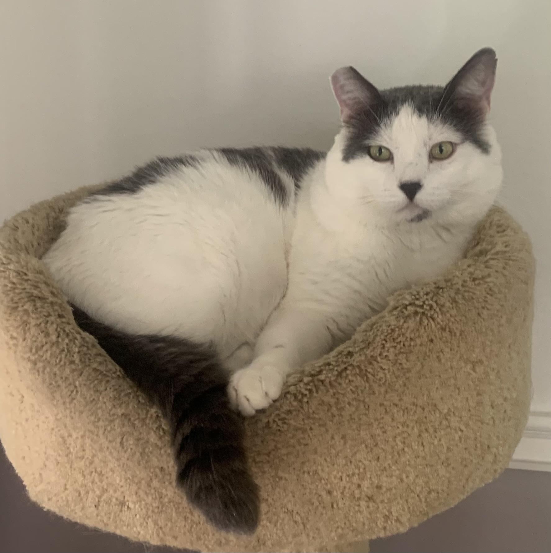 Atlas, ADOPTABLE, Young Male Domestic Short Hair.