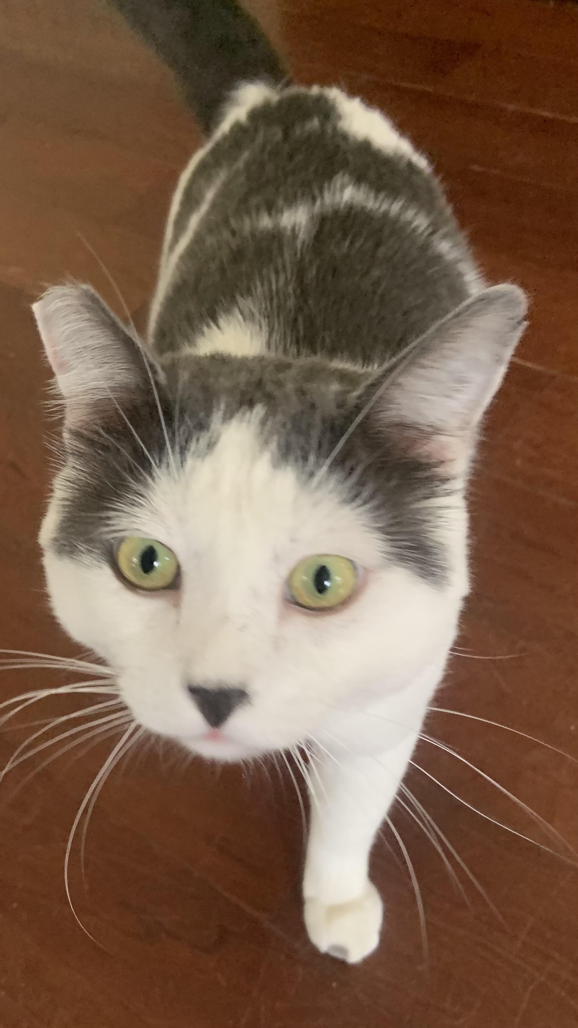 Atlas, a ADOPTABLE Domestic Short Hair in Los Angeles, CA image 5/6