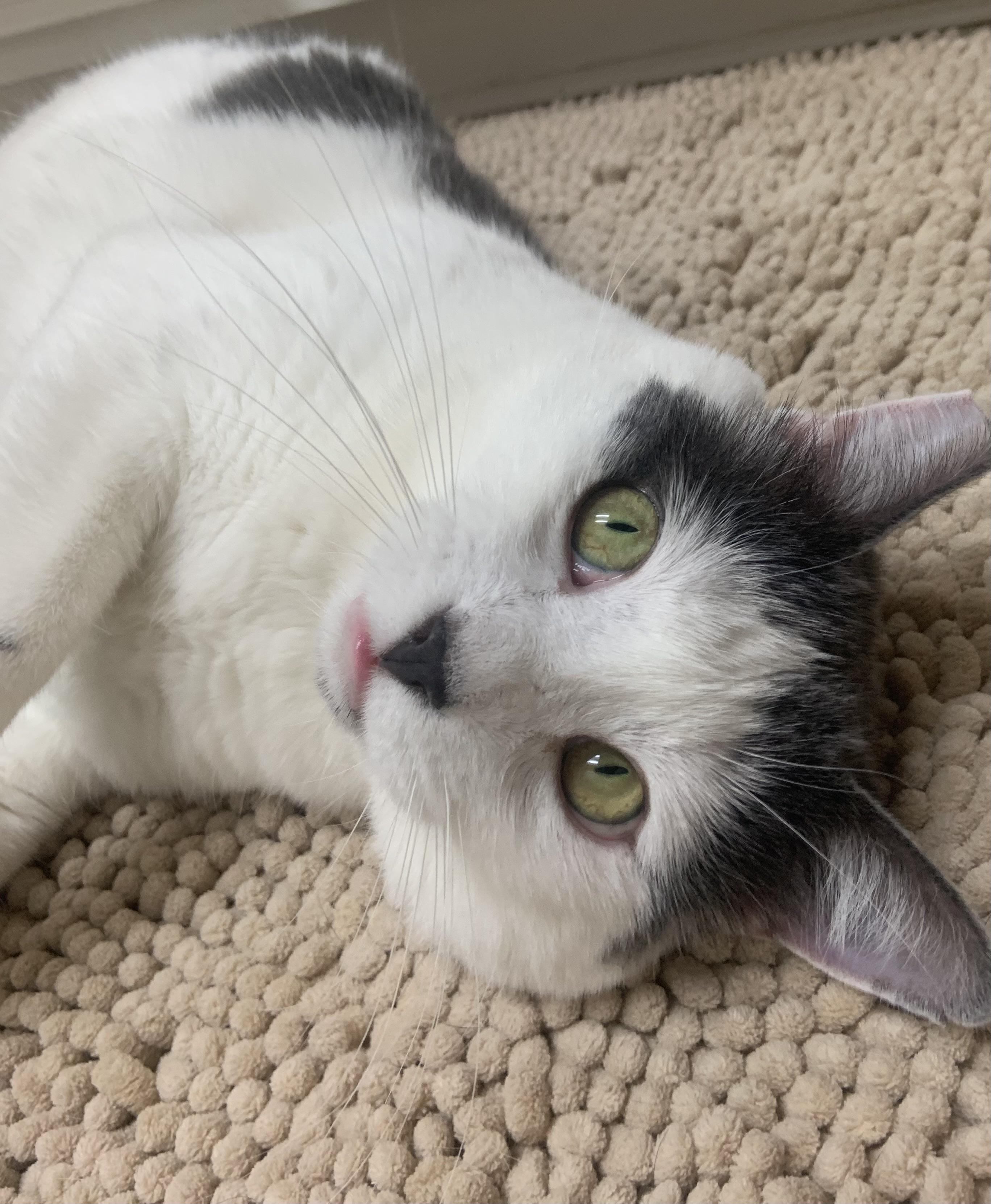 Atlas, a ADOPTABLE Domestic Short Hair in Los Angeles, CA image 4/6