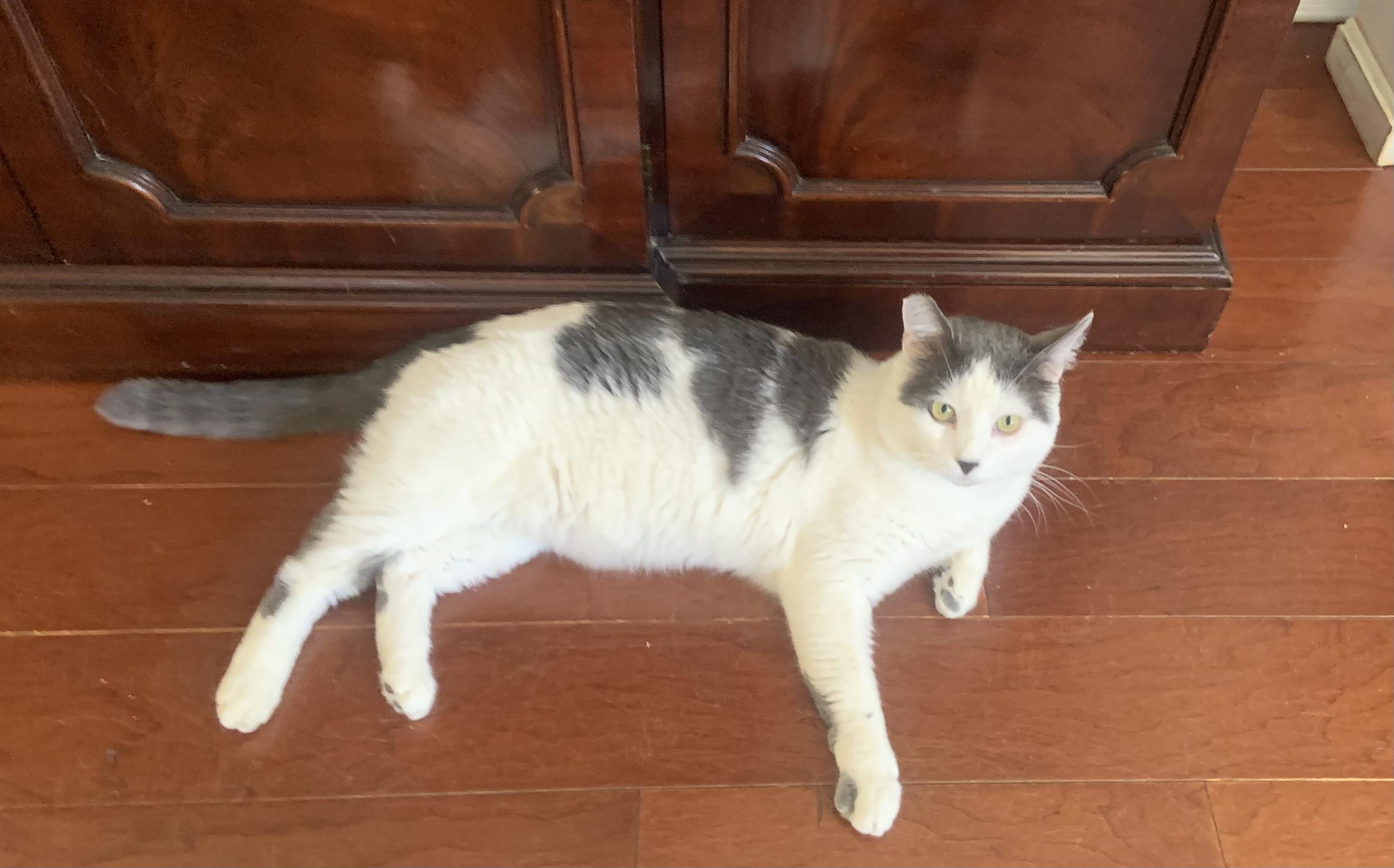 Atlas, a ADOPTABLE Domestic Short Hair in Los Angeles, CA image 2/6