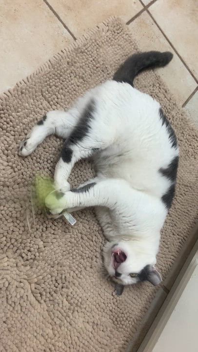 Enlarge Atlas, a ADOPTABLE Domestic Short Hair in Los Angeles, CA video 3/6
