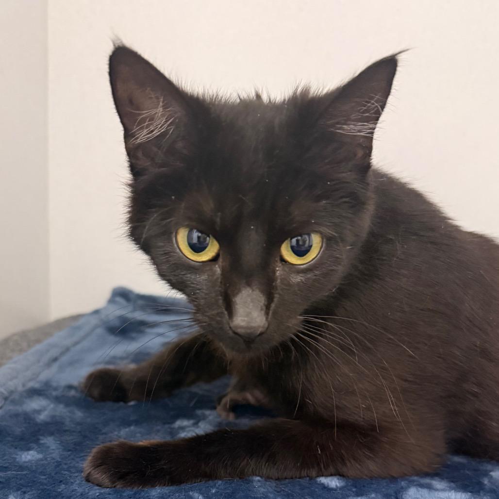 Locket, Adoptable, Young Female Domestic Short Hair.