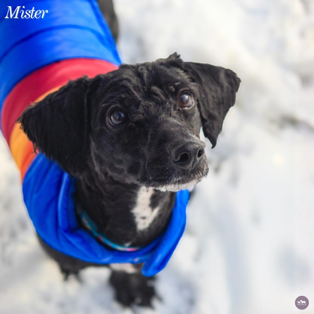 Mister, Adoptable, Adult Male Shih Tzu & Mixed Breed.