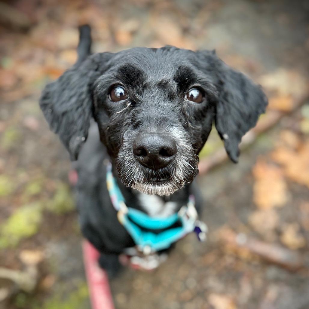Enlarge Mister, a Adoptable mixed breed in Hopkinton, MA image 2/6