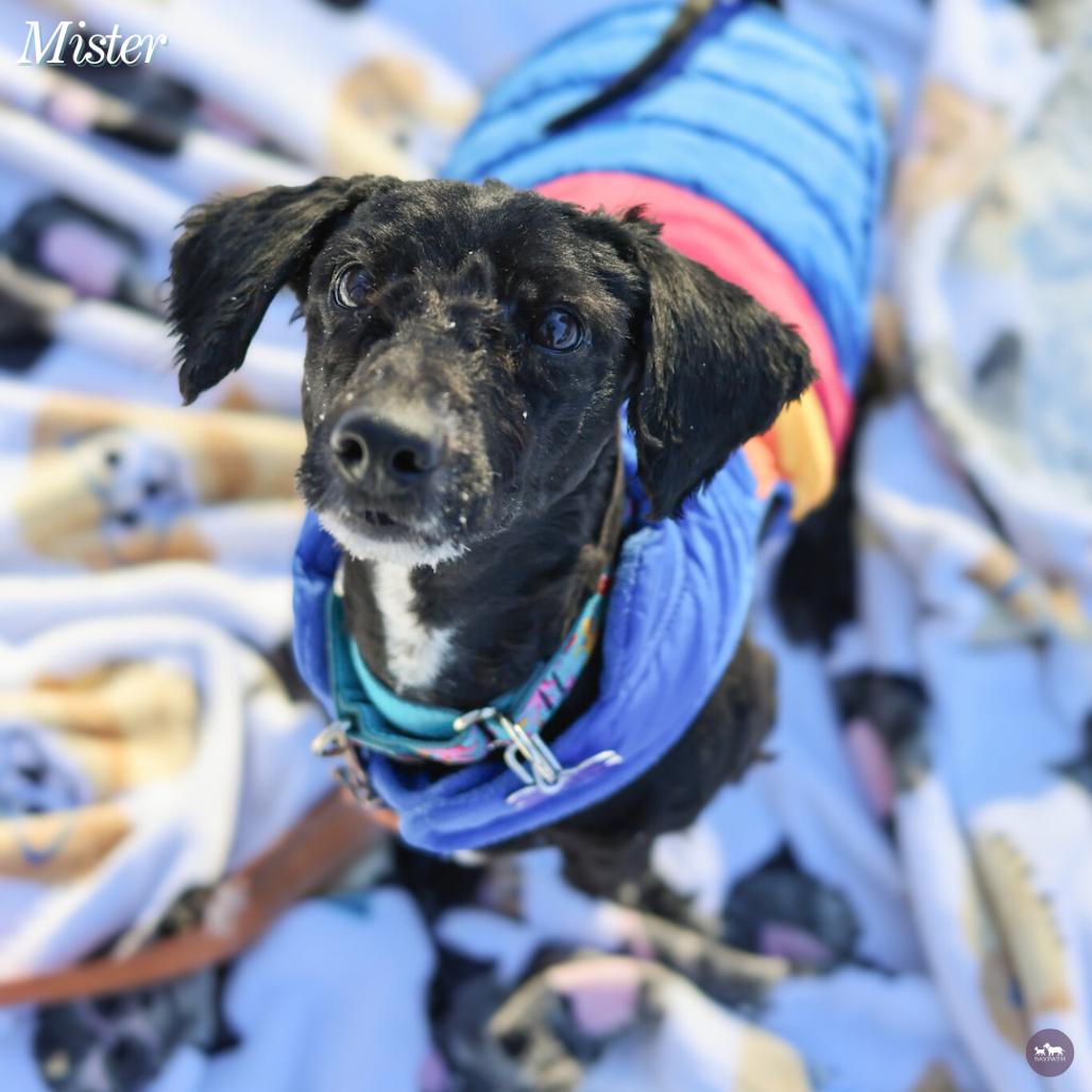 Enlarge Mister, a Adoptable mixed breed in Hopkinton, MA image 3/6