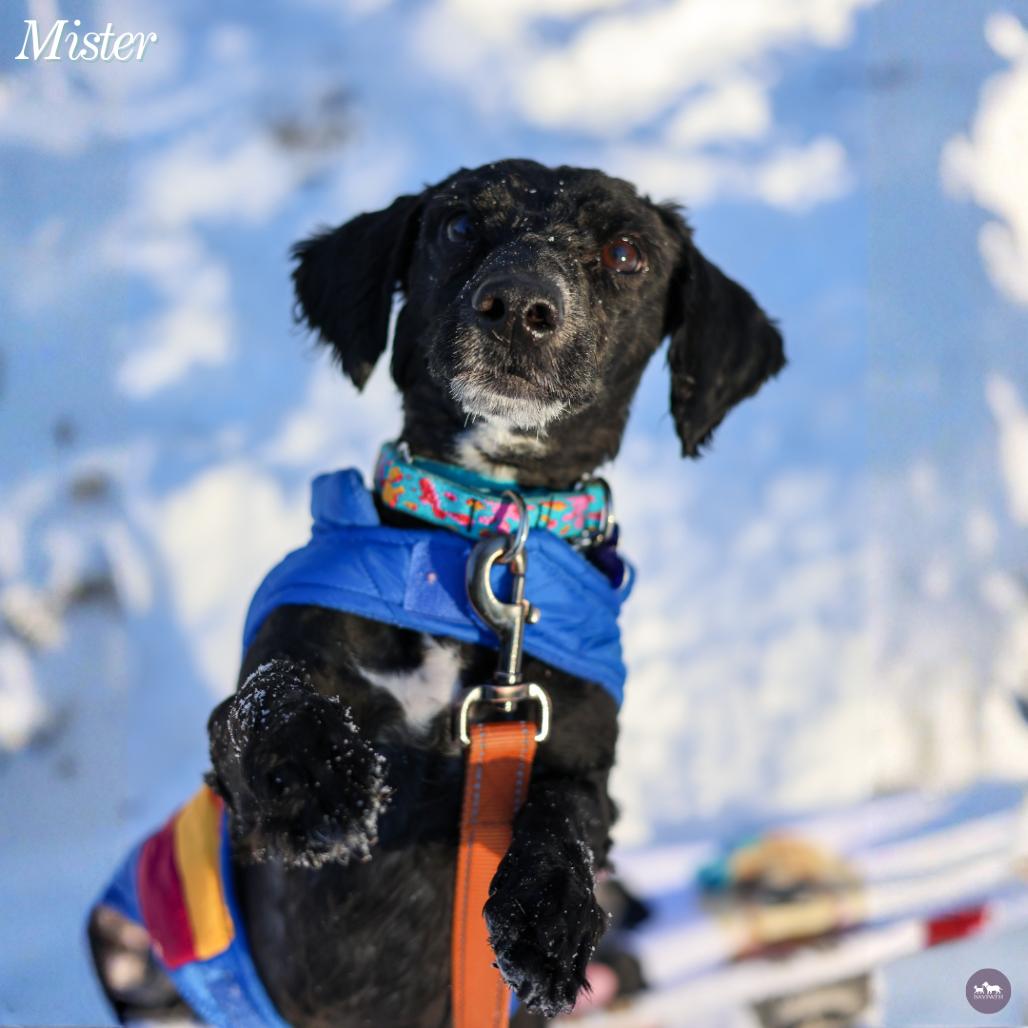 Enlarge Mister, a Adoptable mixed breed in Hopkinton, MA image 4/6