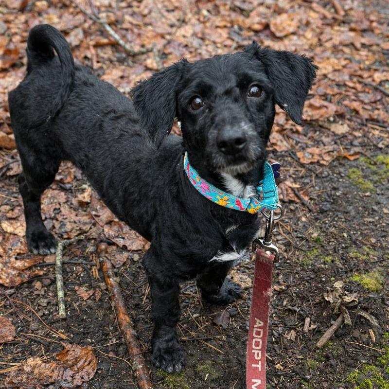 Enlarge Mister, a Adoptable mixed breed in Hopkinton, MA image 5/6