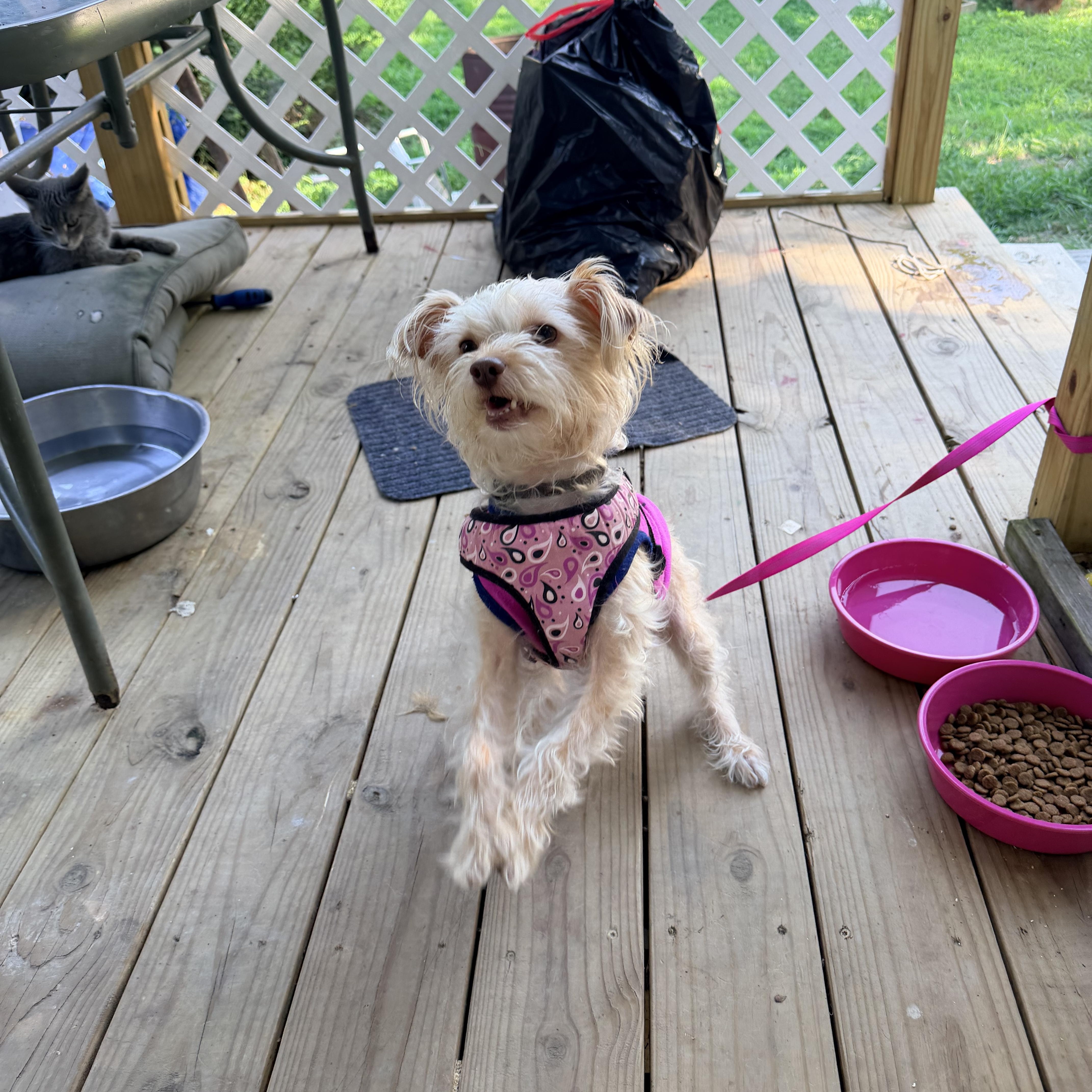 Enlarge Nevaeh, a Adopted Shih poo in Walkertown, NC image 2/5