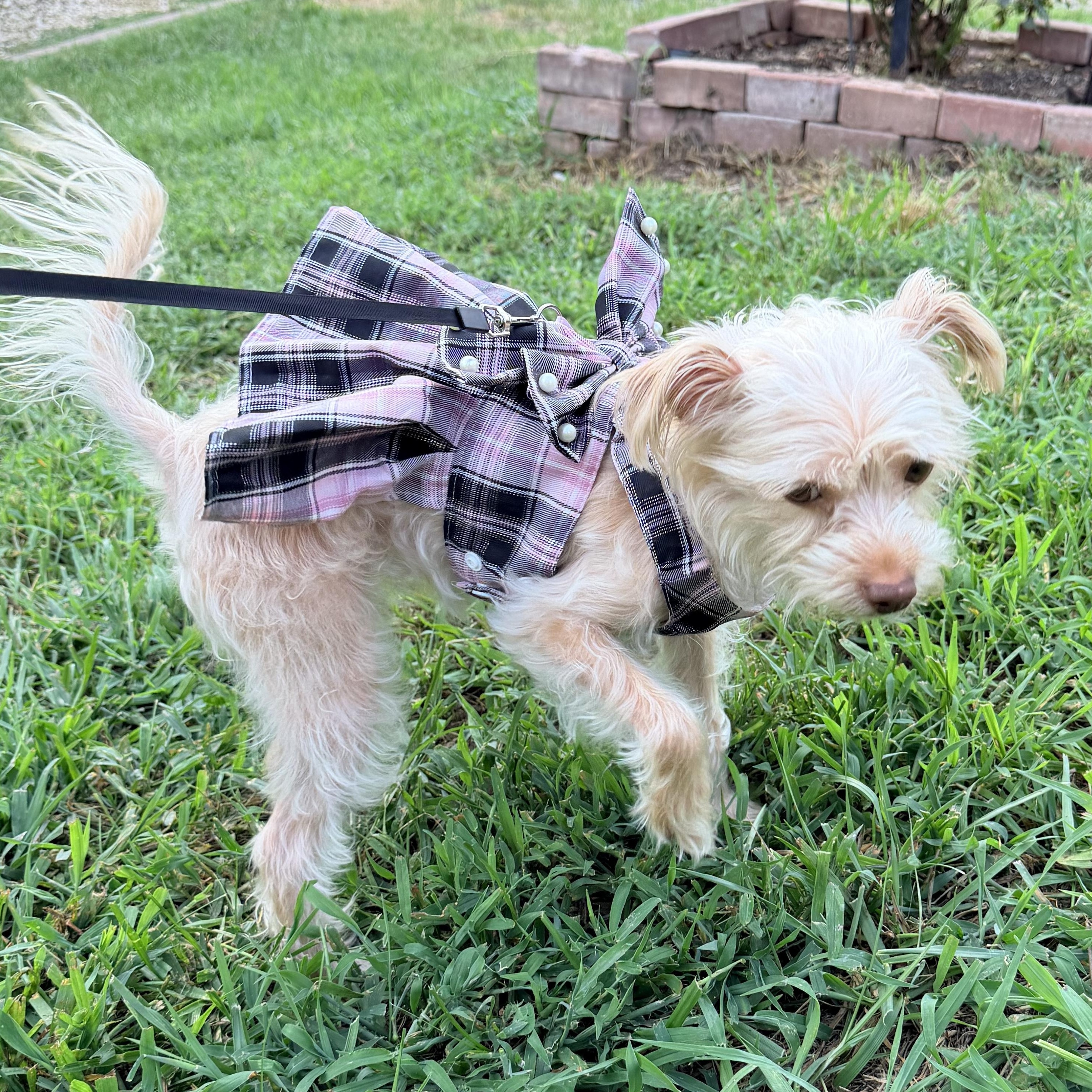 Enlarge Nevaeh, a Adopted Shih poo in Walkertown, NC image 4/5