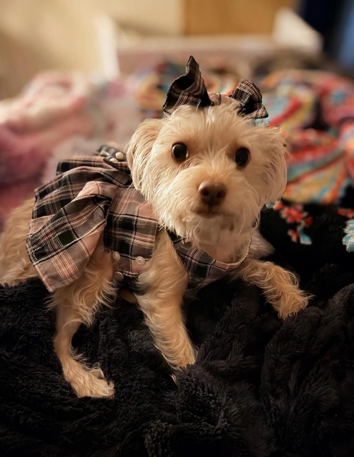 Enlarge Nevaeh, a Adopted Shih poo in Walkertown, NC image 1/5