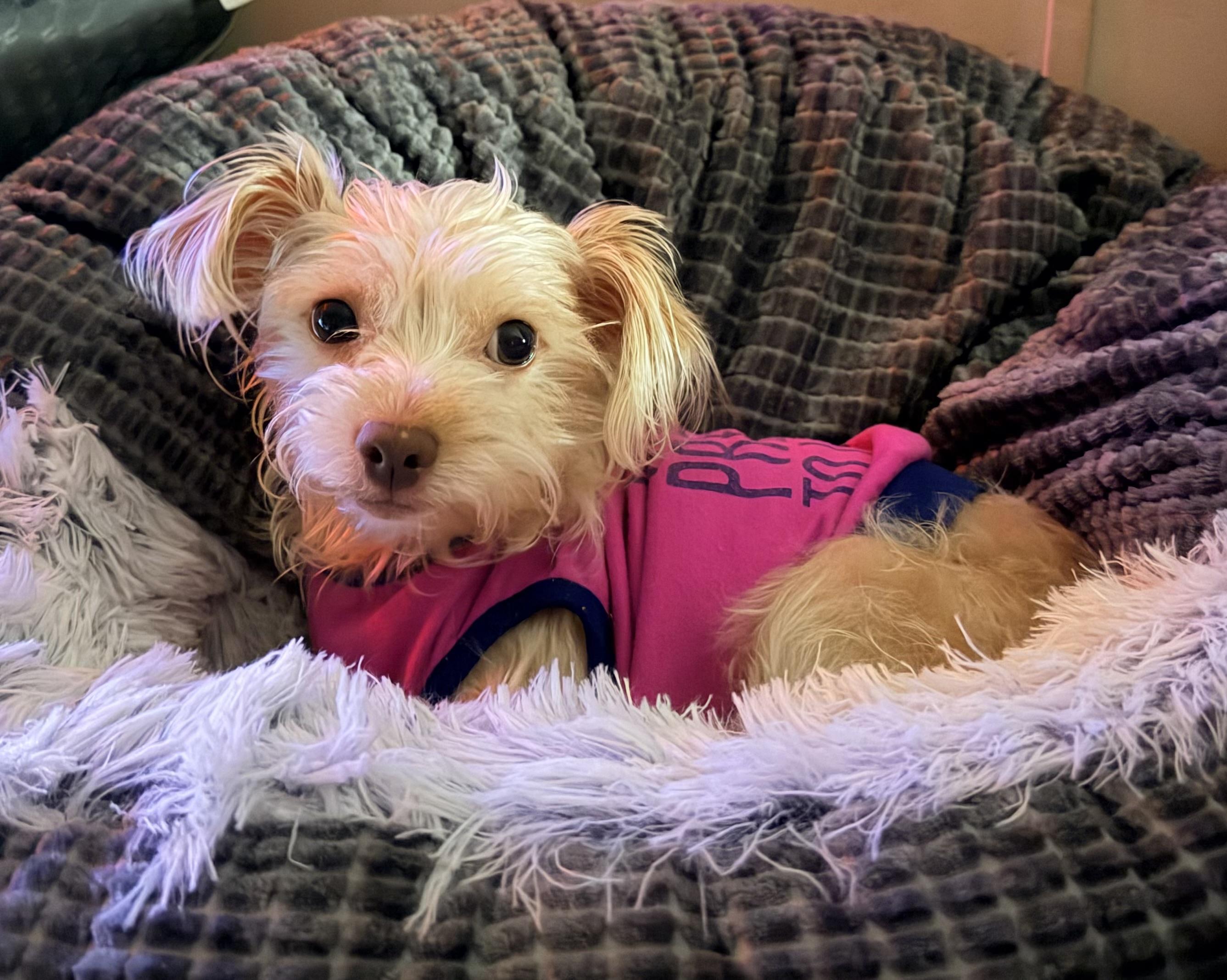 Enlarge Nevaeh, a Adopted Shih poo in Walkertown, NC image 3/5