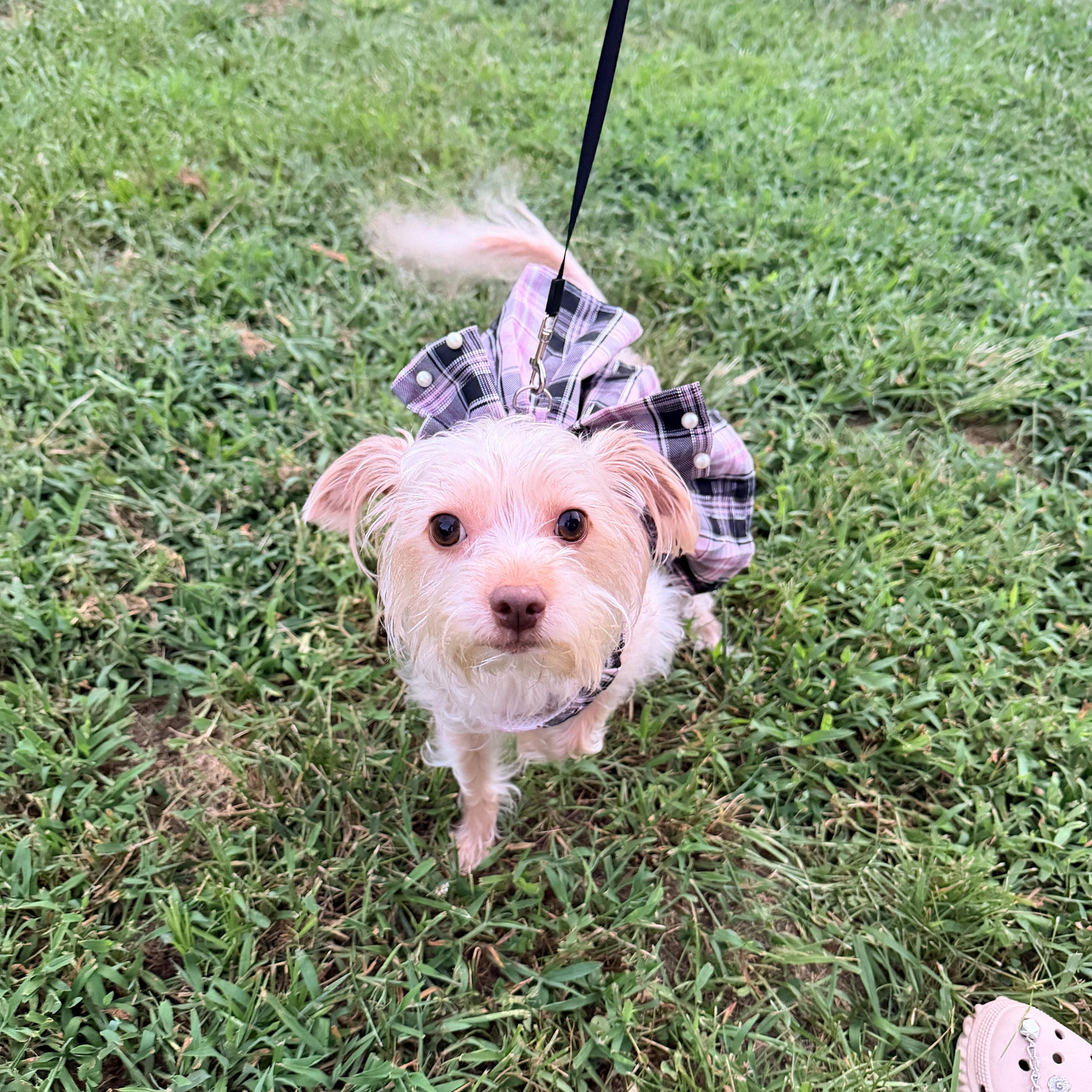 Enlarge Nevaeh, a Adopted Shih poo in Walkertown, NC image 5/5