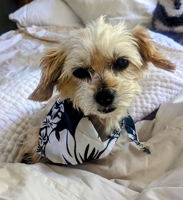 TITO in Southern CA, Adopted, Senior Male Yorkshire Terrier.