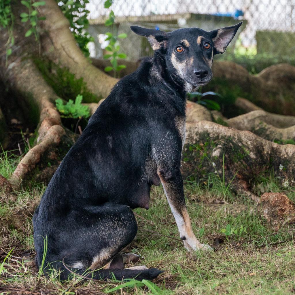 Enlarge Quirky Turkey, a Adoptable Affenpinscher in Mangilao, GU image 1/2