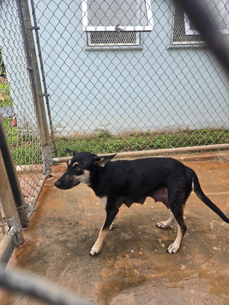 Enlarge Quirky Turkey, a Adoptable Affenpinscher in Mangilao, GU image 2/2