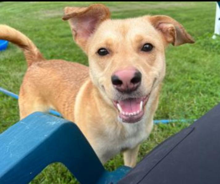 PAPAYA, Adoptable, Young Female Labrador Retriever & Pit Bull Terrier.