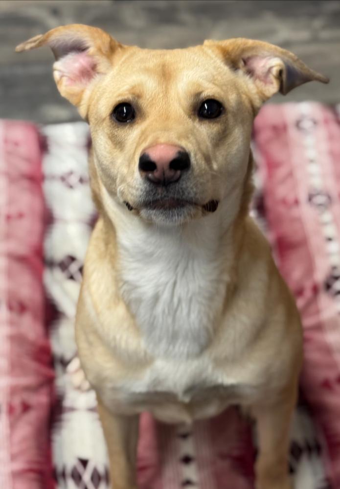 Enlarge PAPAYA, a Adoptable mixed breed in Carroll, OH image 5/6