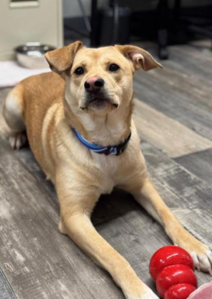 Enlarge PAPAYA, a Adoptable mixed breed in Carroll, OH image 6/6
