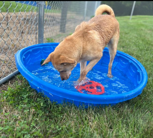 Enlarge PAPAYA, a Adoptable mixed breed in Carroll, OH image 3/6