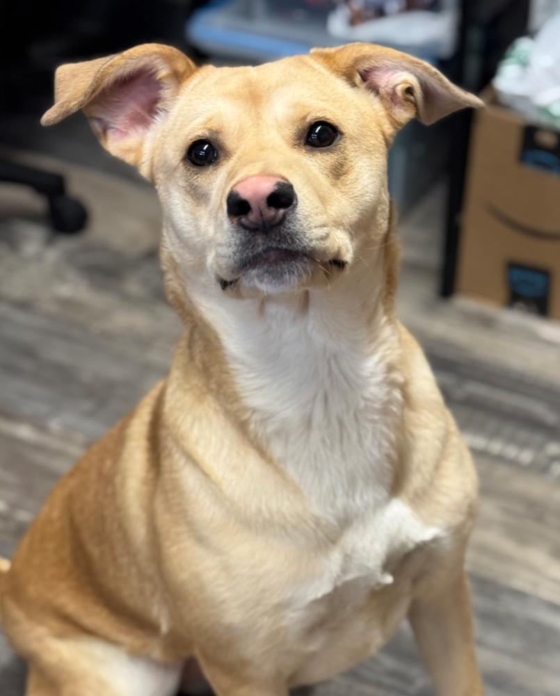 Enlarge PAPAYA, a Adoptable mixed breed in Carroll, OH image 2/6