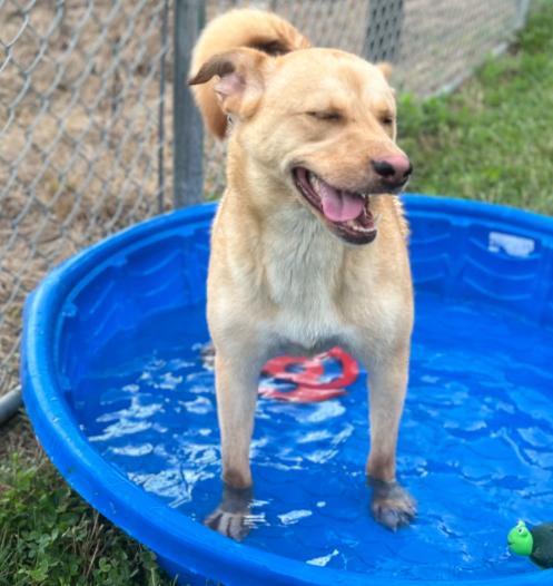 Enlarge PAPAYA, a Adoptable mixed breed in Carroll, OH image 4/6