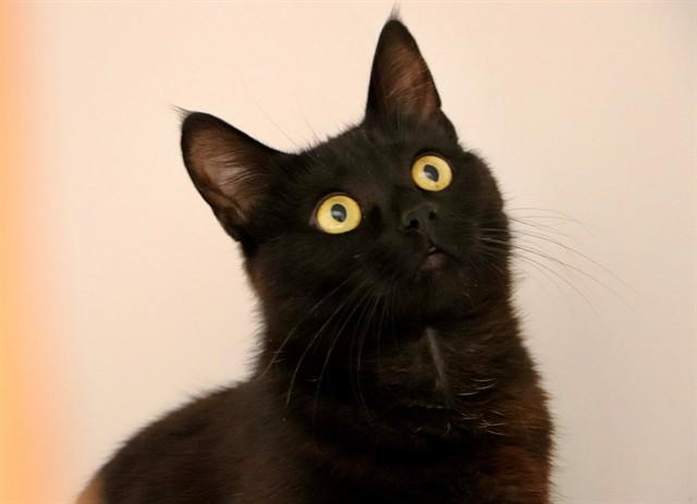 Enlarge PINK, a Adoptable Domestic Short Hair in San Luis Obispo, CA image 1/1