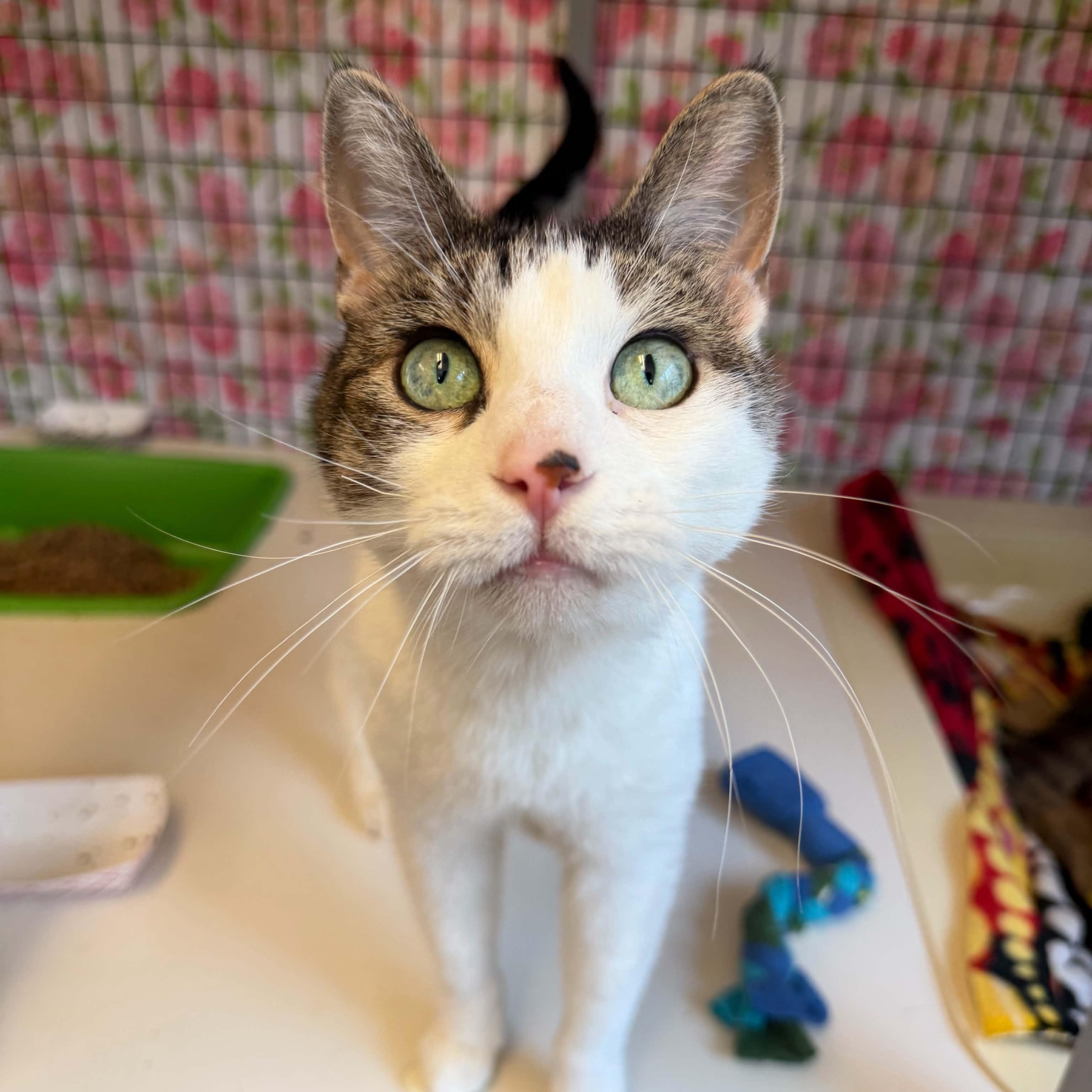 Samantha, ADOPTABLE, Senior Female Domestic Short Hair.
