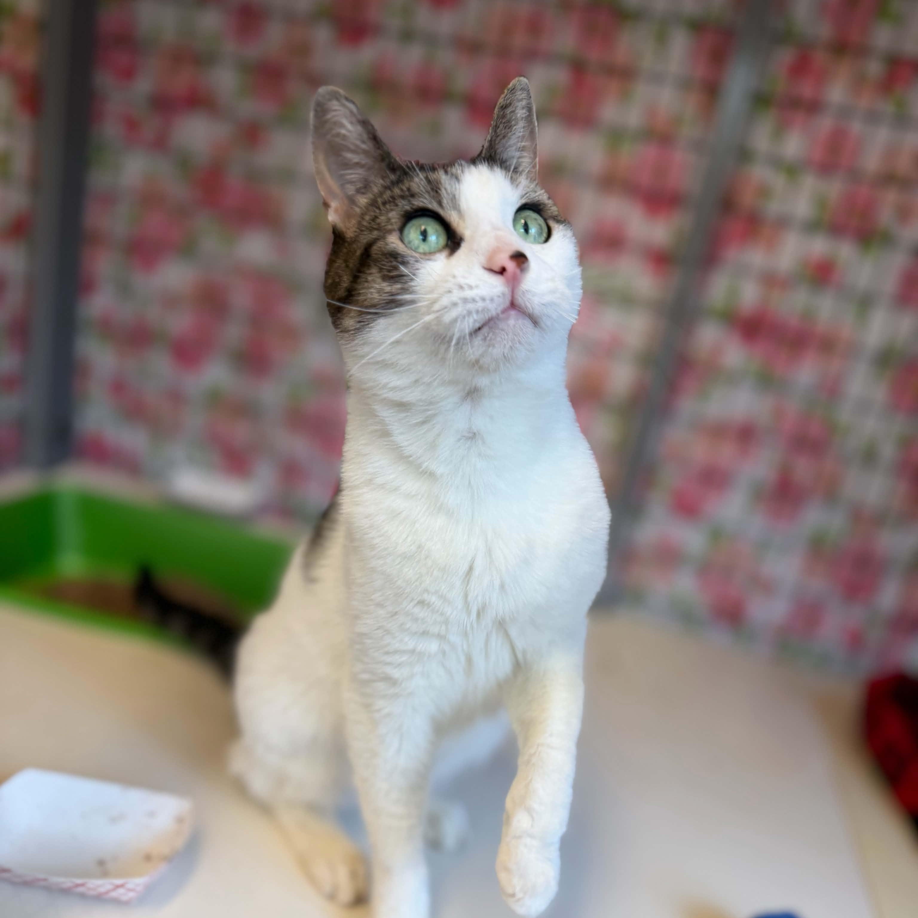 Enlarge Samantha, a ADOPTABLE Domestic Short Hair in Grants Pass, OR image 3/3