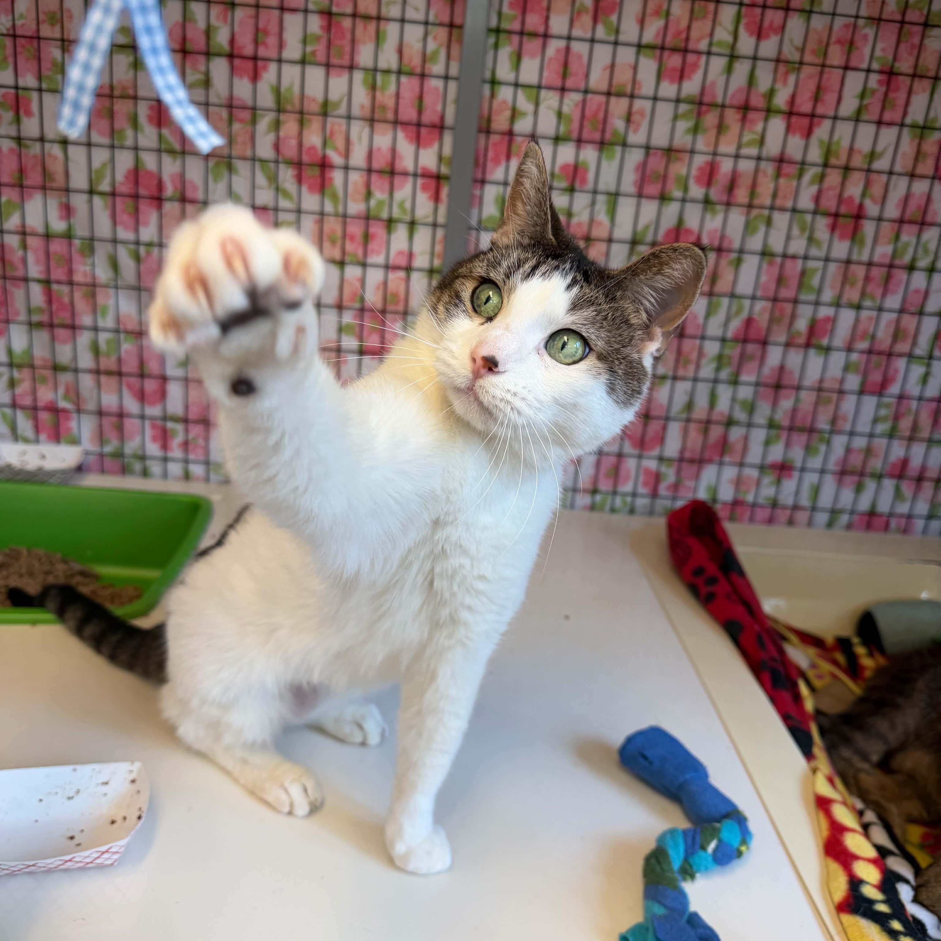 Enlarge Samantha, a ADOPTABLE Domestic Short Hair in Grants Pass, OR image 2/3