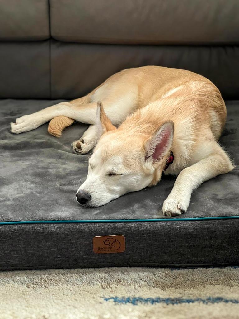 Juno (Elsa), Adoptable, Puppy Female Labrador Retriever.