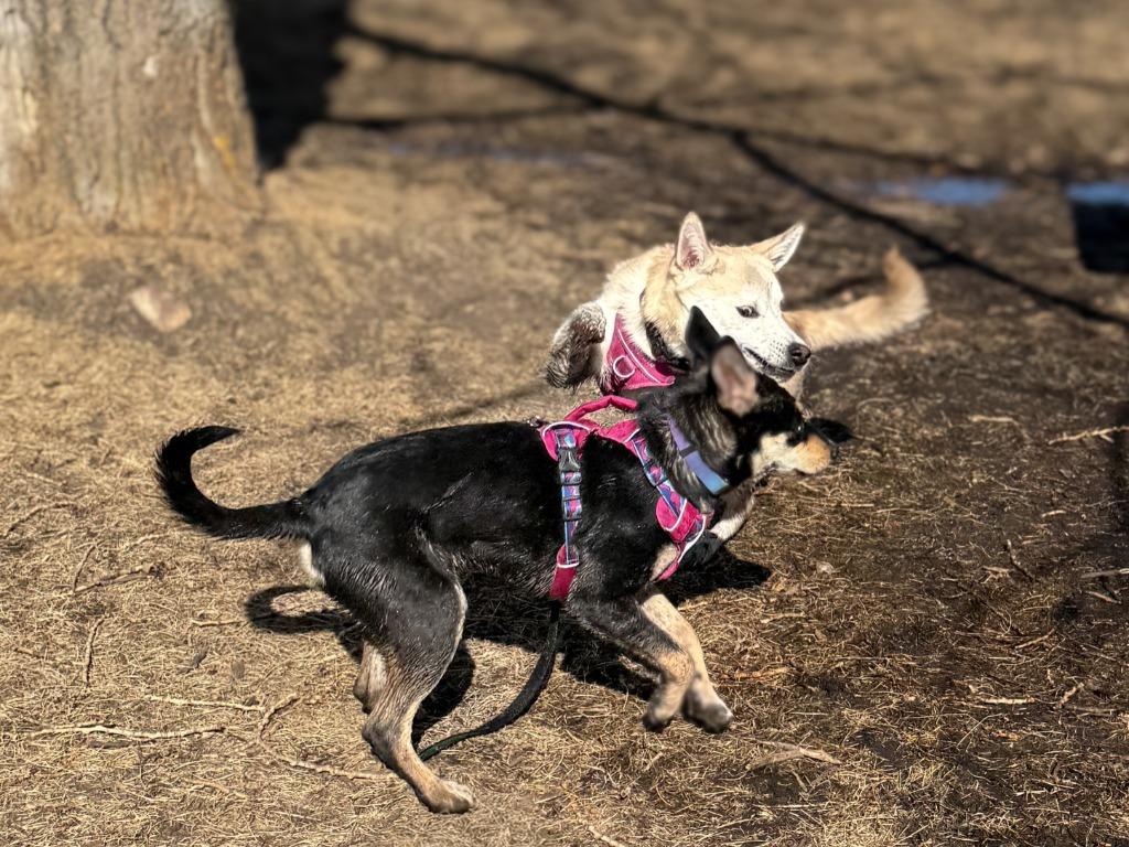 Juno (Elsa), a Adoptable Labrador Retriever in Calgary, AB image 2/6