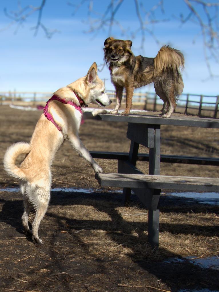 Enlarge Juno (Elsa), a Adoptable Labrador Retriever in Calgary, AB image 2/6