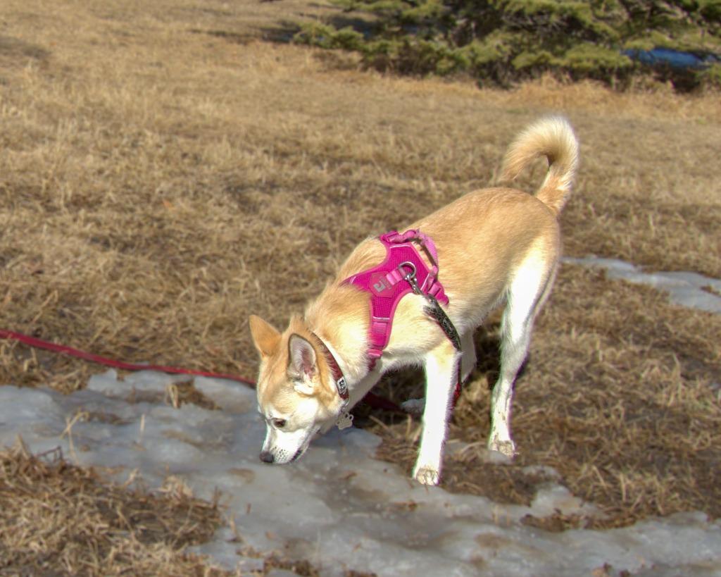 Enlarge Juno (Elsa), a Adoptable Labrador Retriever in Calgary, AB image 3/6