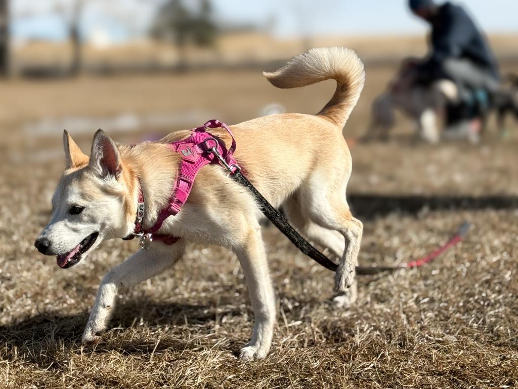 Juno (Elsa), a Adoptable Labrador Retriever in Calgary, AB image 5/6