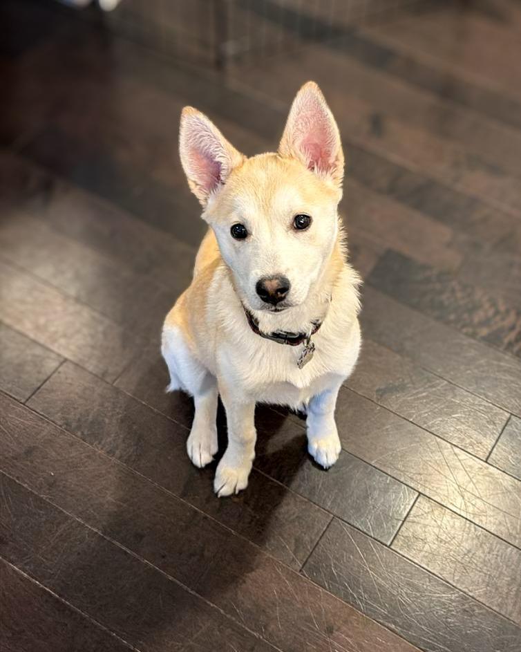 Enlarge Juno (Elsa), a Adoptable Labrador Retriever in Calgary, AB image 4/6