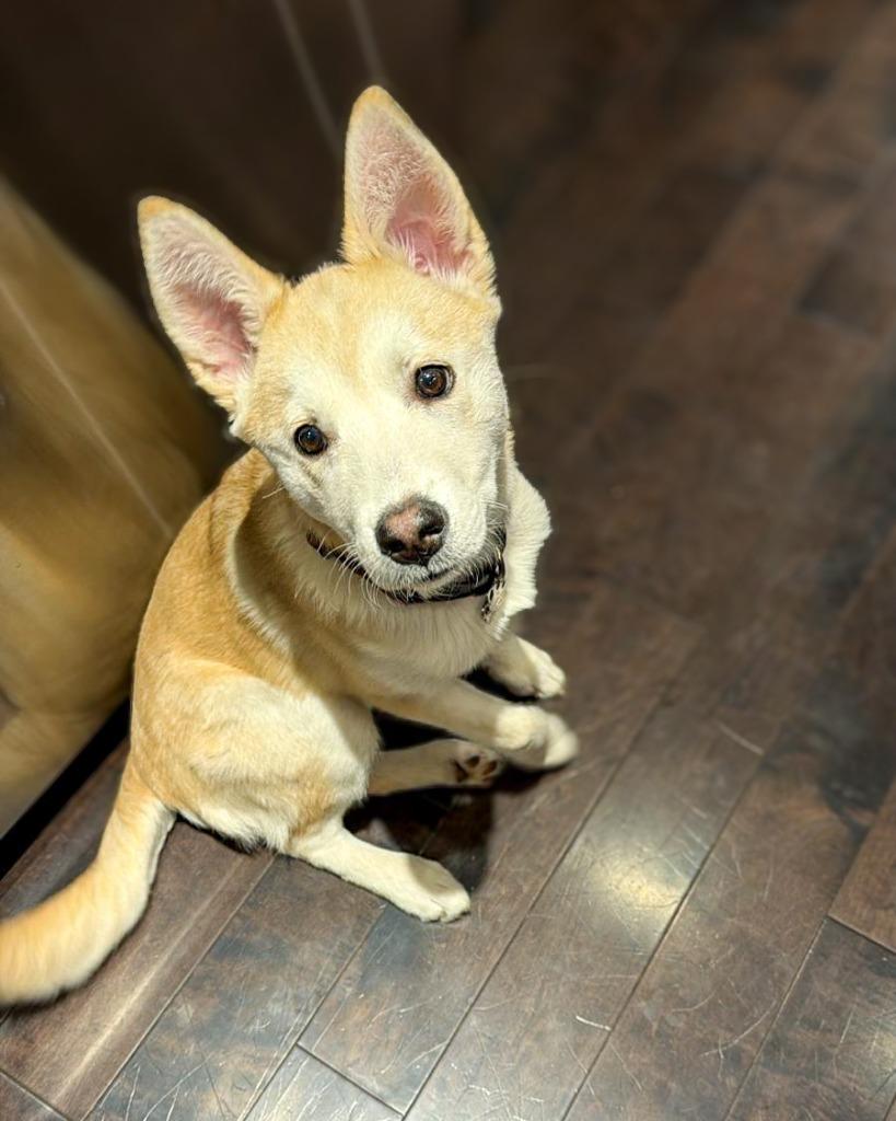 Enlarge Juno (Elsa), a Adoptable Labrador Retriever in Calgary, AB image 5/6