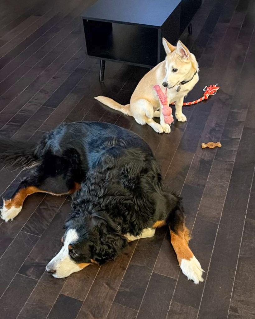 Enlarge Juno (Elsa), a Adoptable Labrador Retriever in Calgary, AB image 6/6