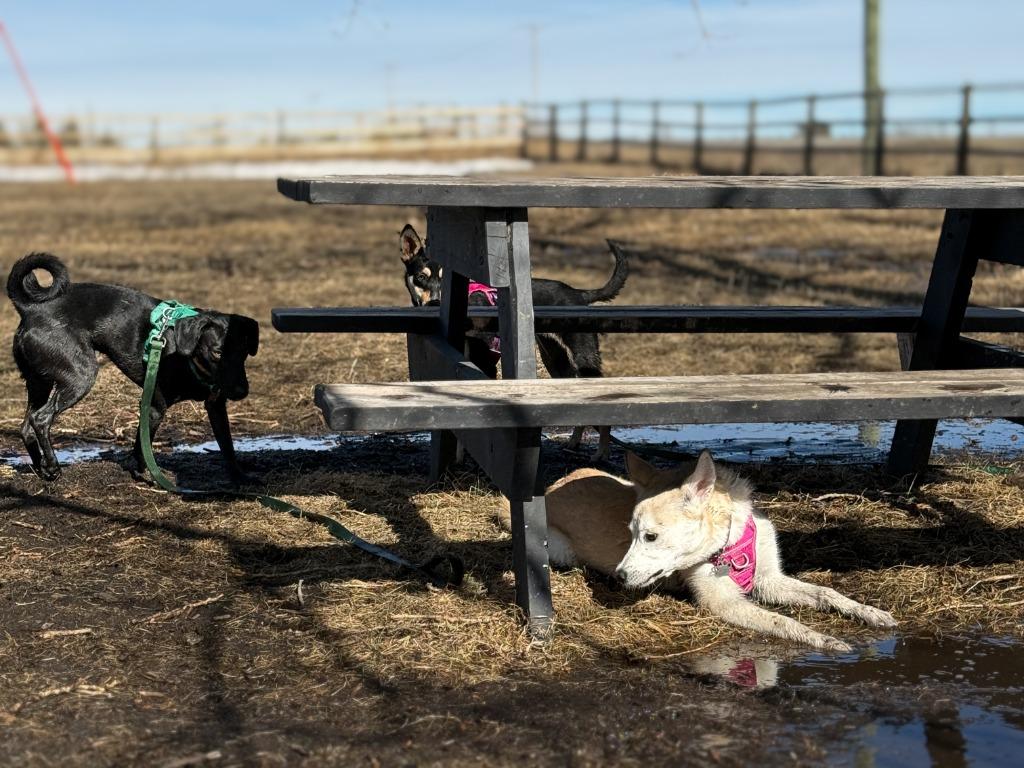 Juno (Elsa), a Adoptable Labrador Retriever in Calgary, AB image 6/6