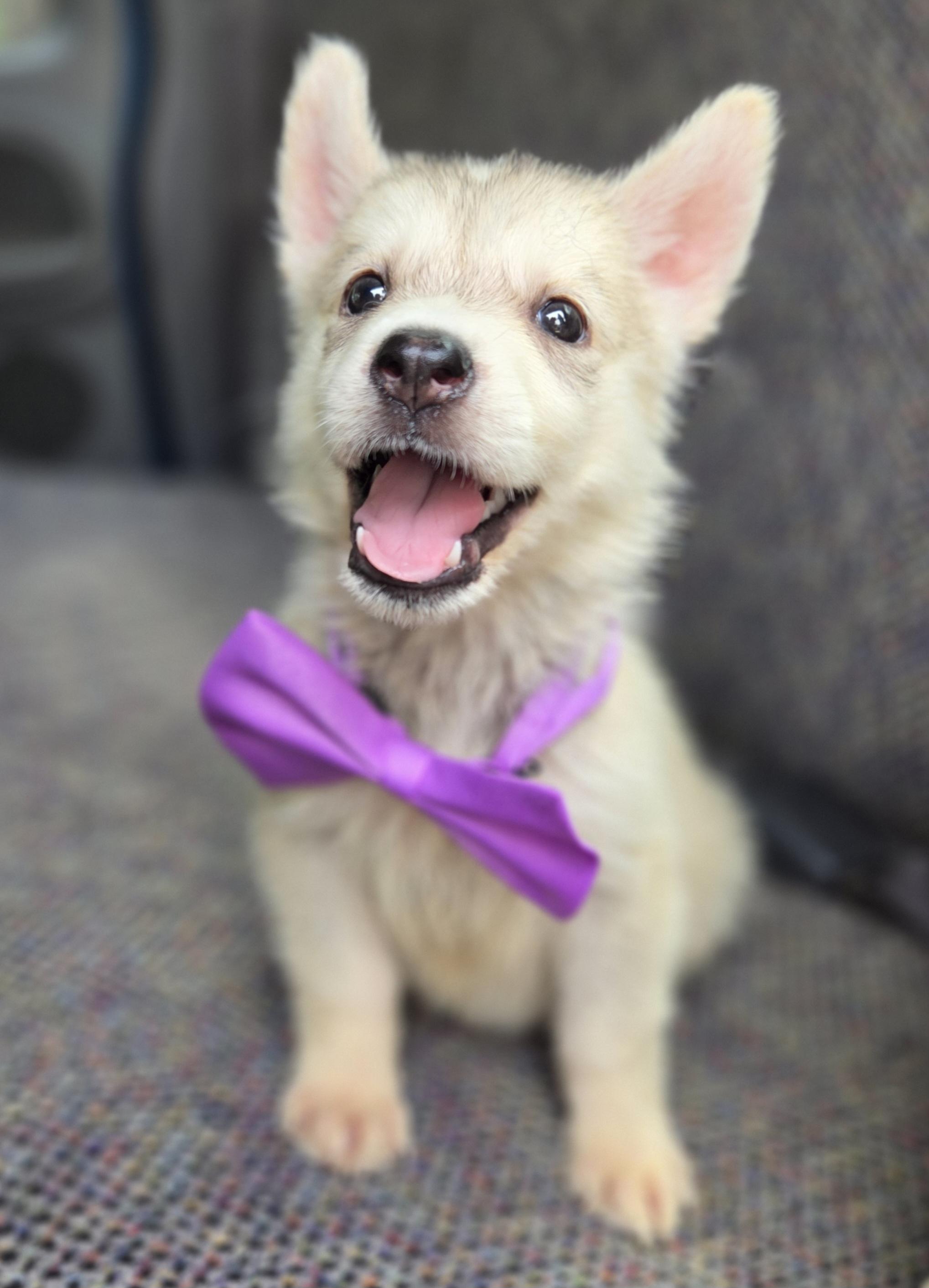 Pixie, Adoptable, Puppy Female German Shepherd Dog & Mixed Breed.