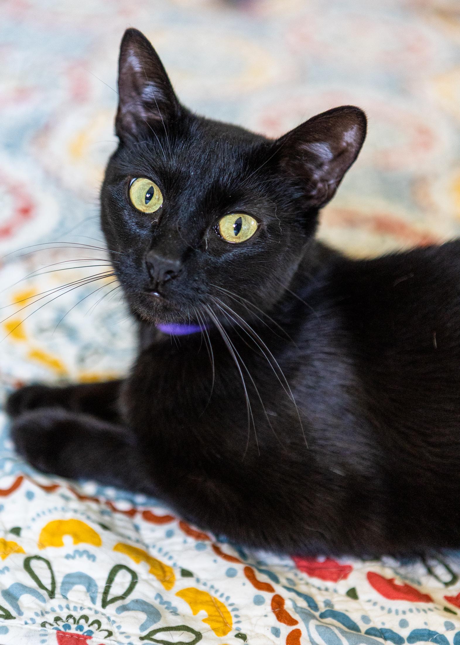 Nova, ADOPTABLE, Young Female Domestic Short Hair.