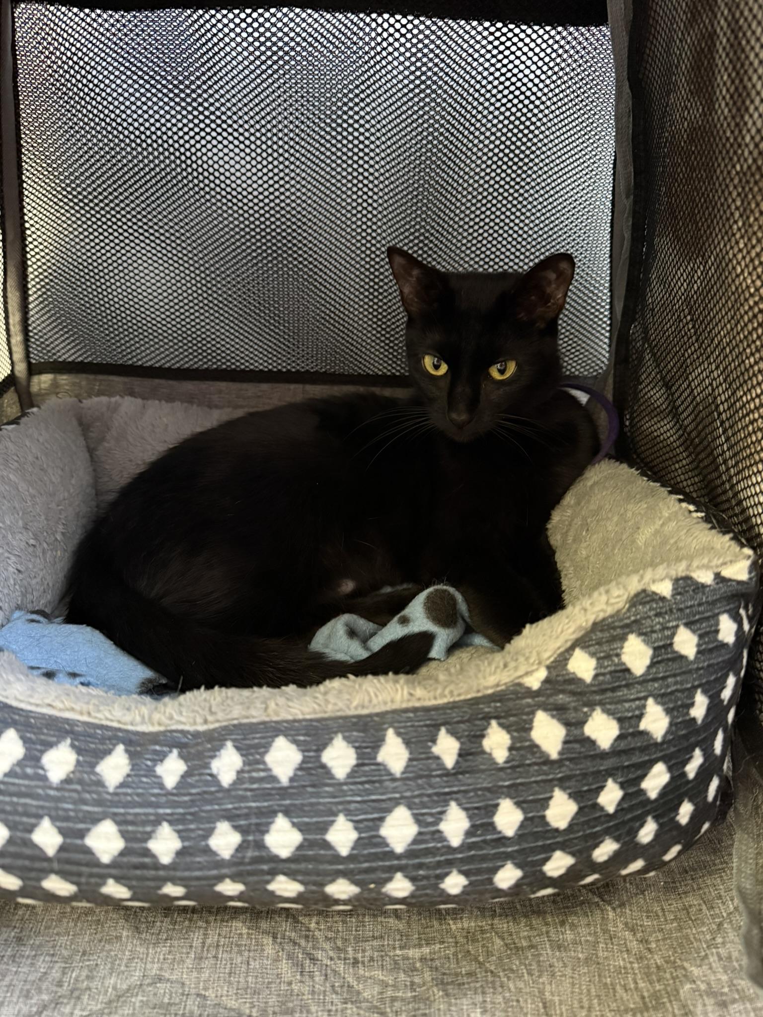 Nova, ADOPTABLE, Young Female Domestic Short Hair.