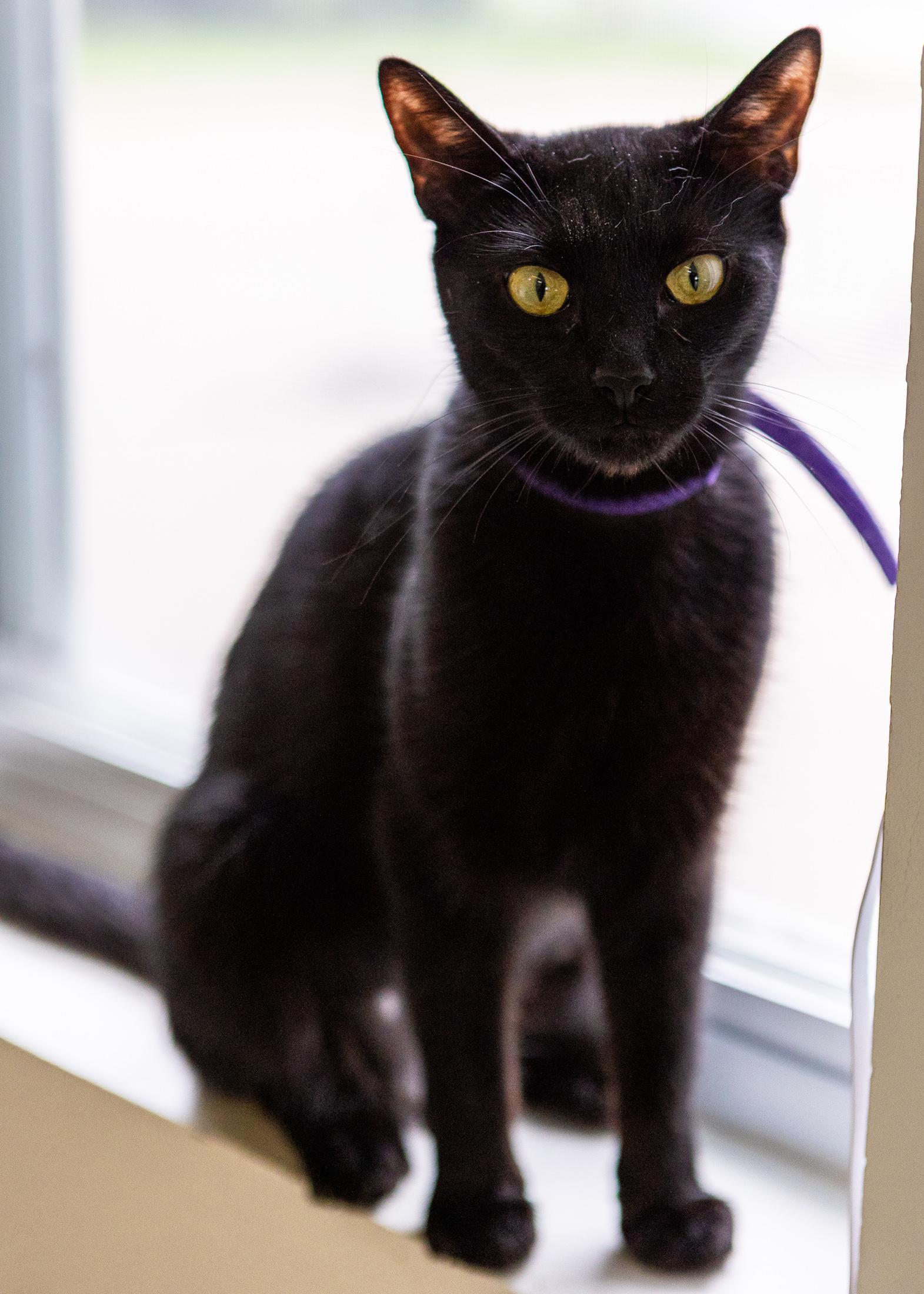 Enlarge Nova, a ADOPTABLE Domestic Short Hair in Branford, CT image 6/6