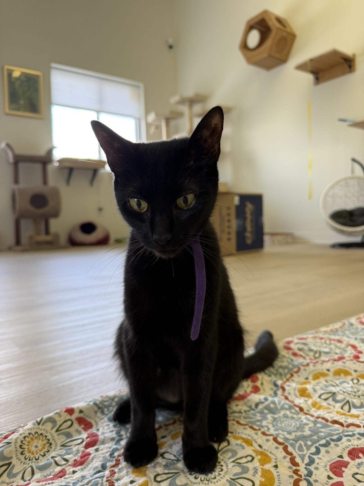 Nova, a ADOPTABLE Domestic Short Hair in Branford, CT image 2/3
