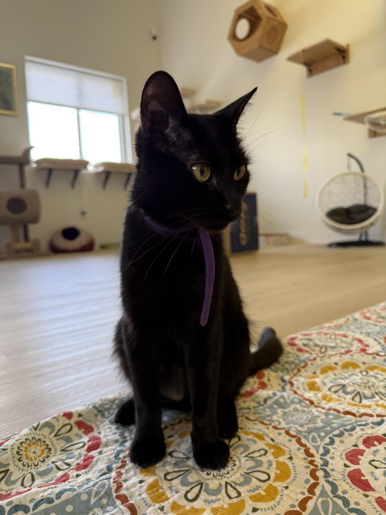Nova, a ADOPTABLE Domestic Short Hair in Branford, CT image 3/3