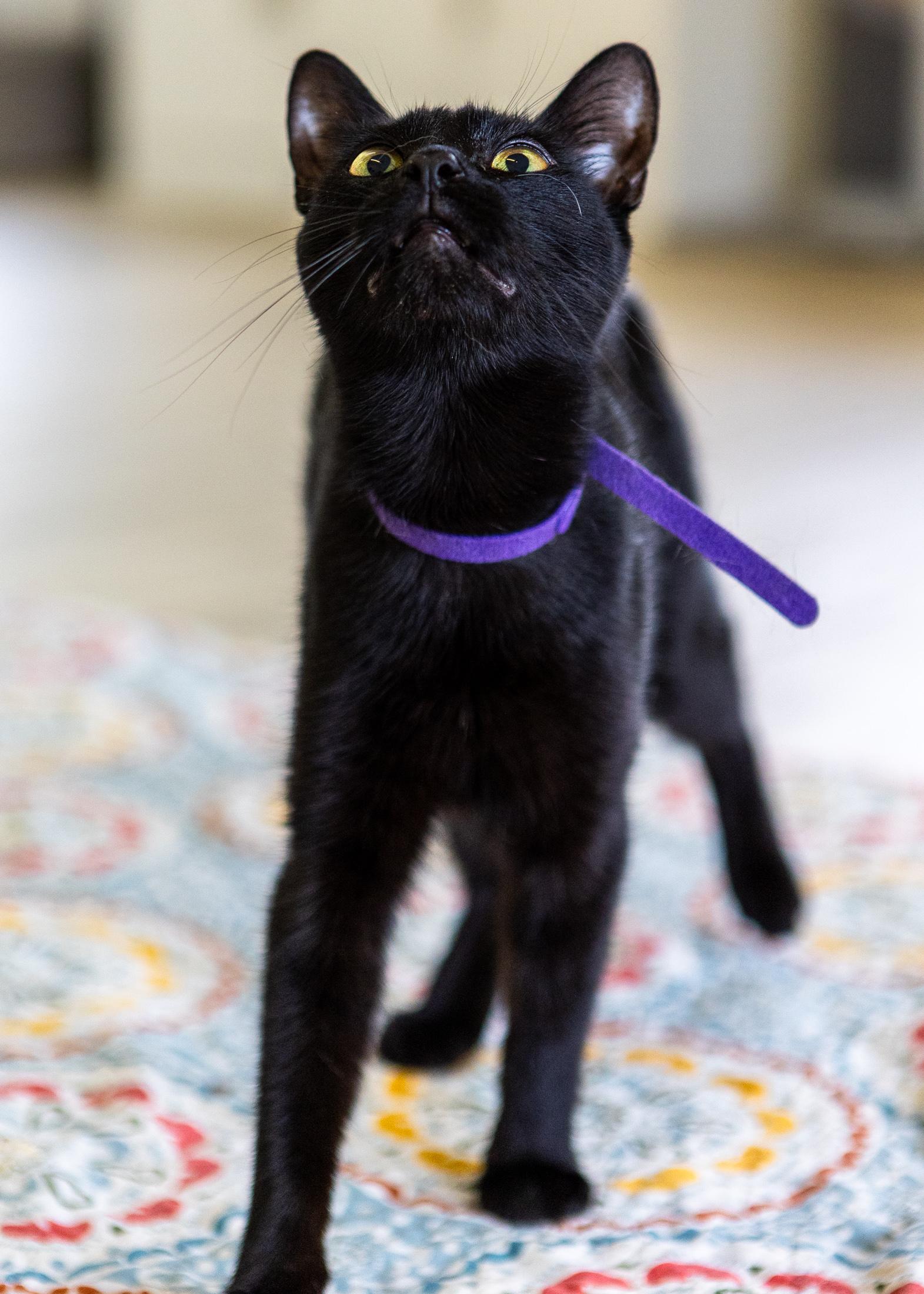 Enlarge Nova, a ADOPTABLE Domestic Short Hair in Branford, CT image 3/6