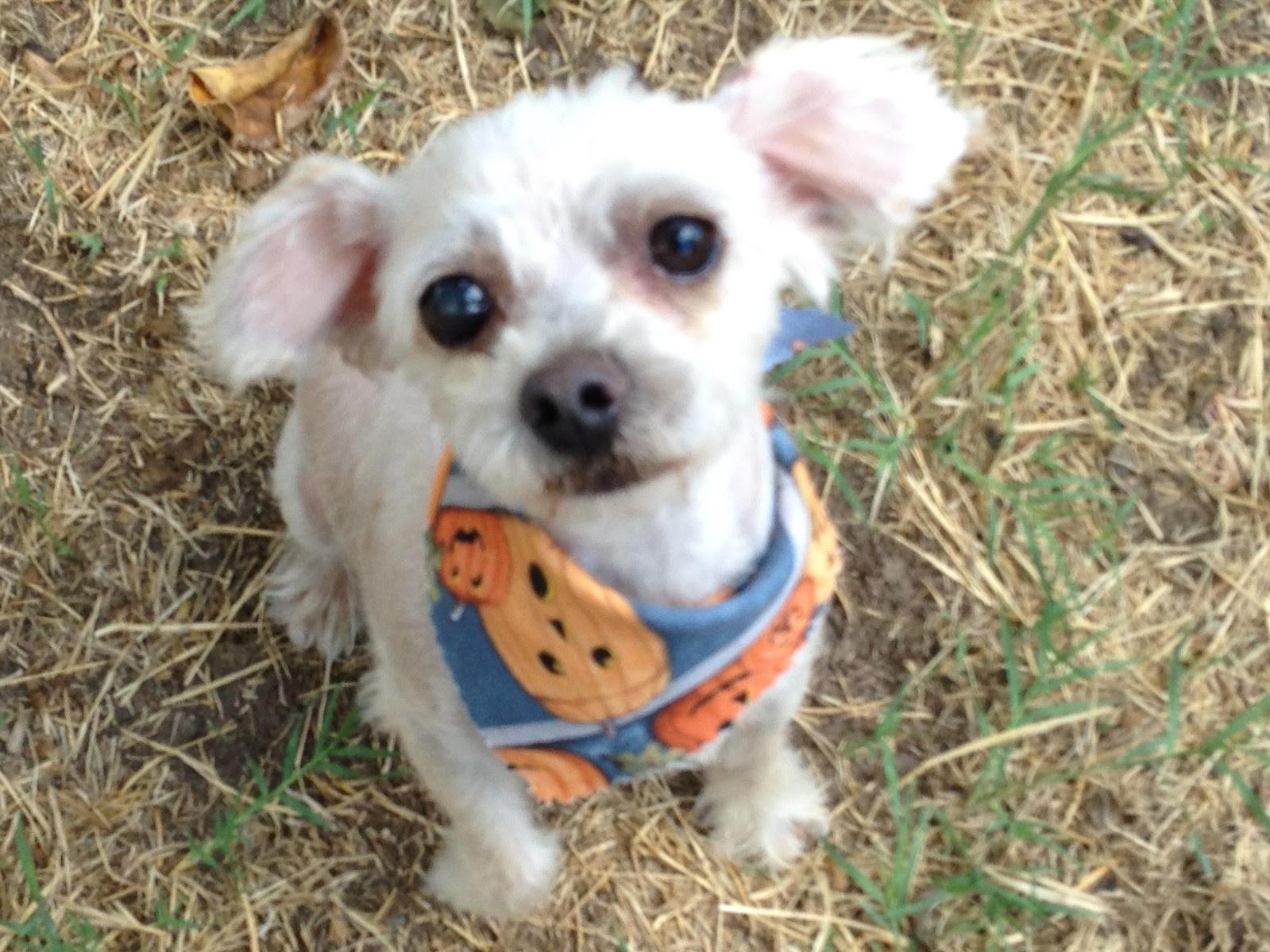 Muffin, adopted, Adult Male Maltese.