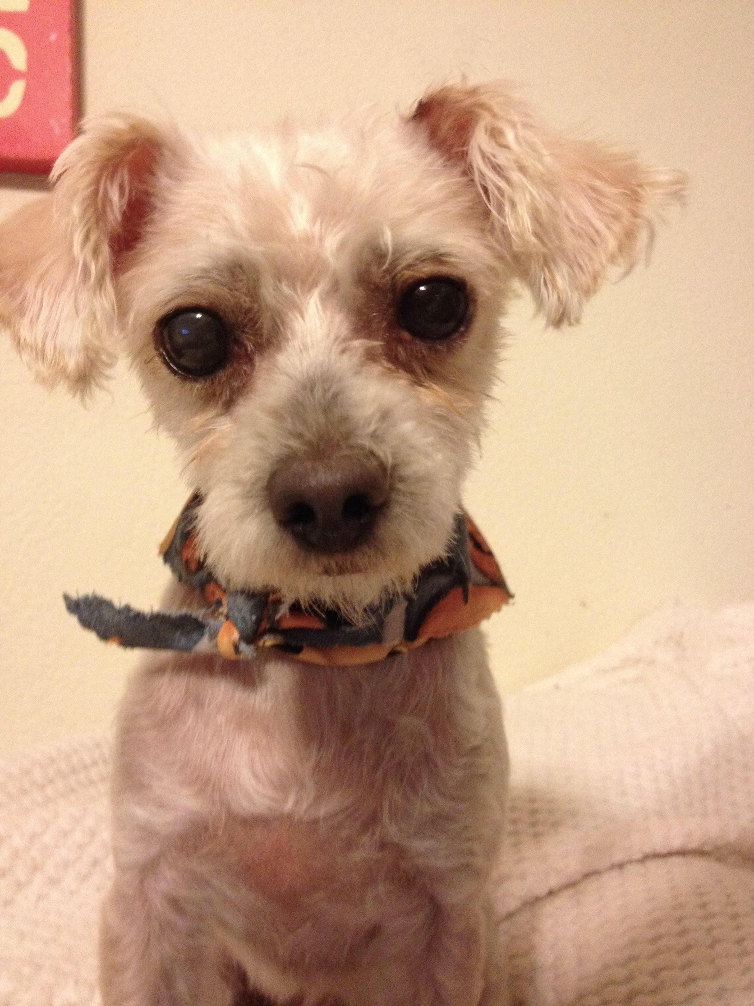 Enlarge Muffin, an adopted Maltese in Las Vegas, NV image 3/3