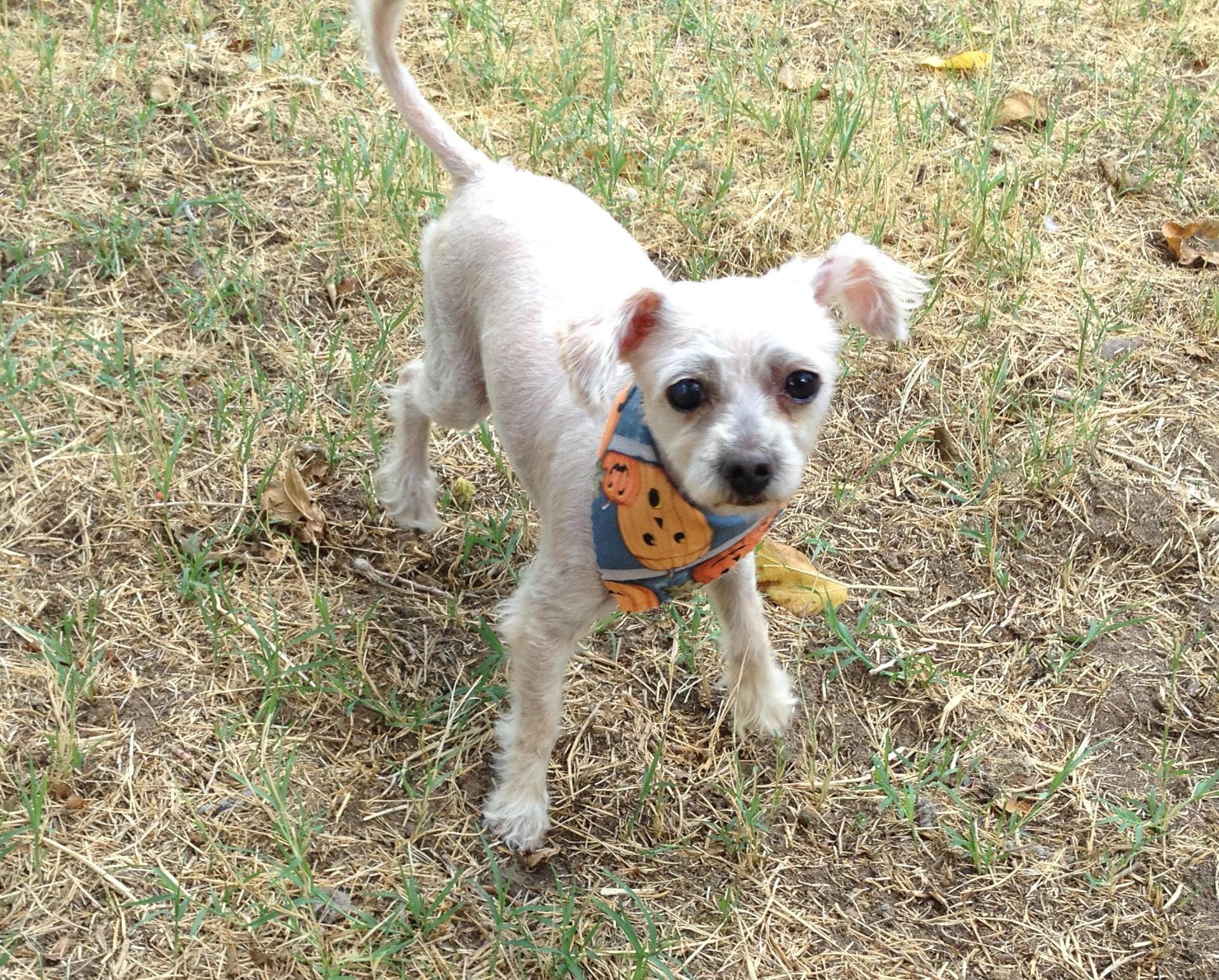Enlarge Muffin, an adopted Maltese in Las Vegas, NV image 2/3